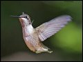 _3SB7755 rufous hummingbird female